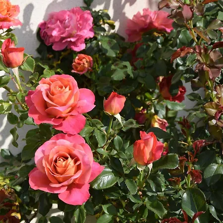 Bed & Breakfast La 13&15 Saint-Georges-de-Didonne