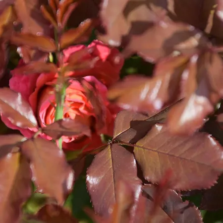 La 13&15 Saint-Georges-de-Didonne